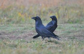 Corvus corax