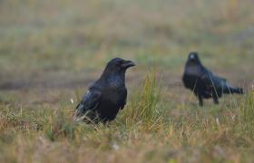 Corvus corax