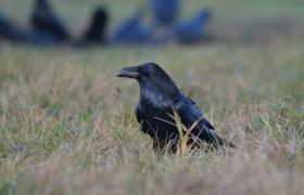Corvus corax