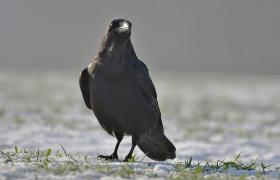 Corvus corax