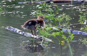 Anas platyrhynchos