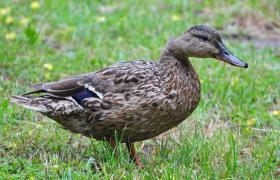 Anas platyrhynchos