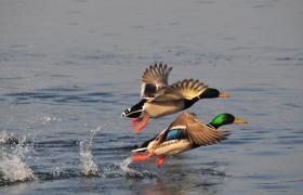 Anas platyrhynchos