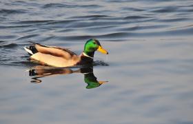 Anas platyrhynchos