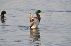 Anas platyrhynchos