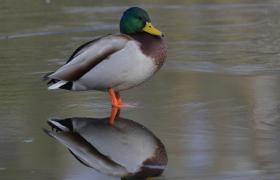 Anas platyrhynchos