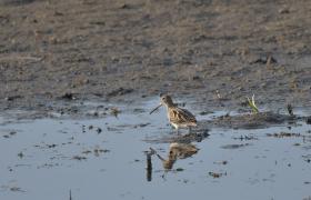 Gallinago gallinago