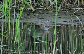Gallinago gallinago