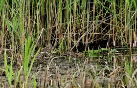 Gallinago gallinago
