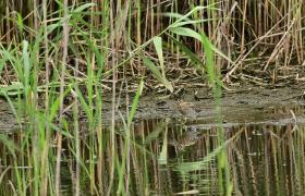 Gallinago gallinago