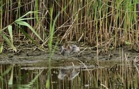 Gallinago gallinago