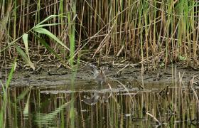 Gallinago gallinago