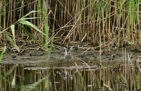 Gallinago gallinago