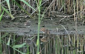 Gallinago gallinago