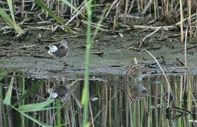 Gallinago gallinago