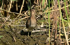 Gallinago gallinago