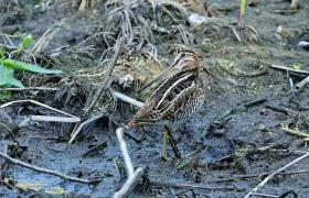 Gallinago gallinago