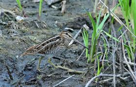 Gallinago gallinago