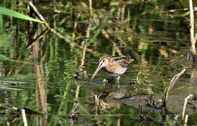 Gallinago gallinago