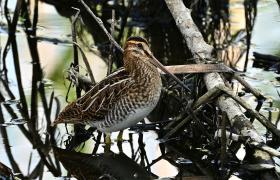 Gallinago gallinago