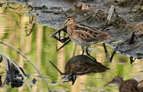 Gallinago gallinago