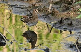 Gallinago gallinago