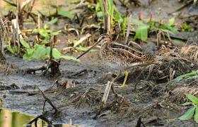 Gallinago gallinago