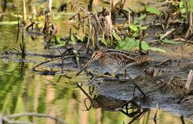 Gallinago gallinago