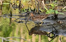 Gallinago gallinago