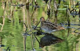 Gallinago gallinago