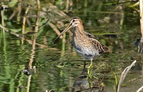 Gallinago gallinago