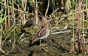 Gallinago gallinago