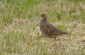 Perdix perdix
