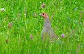 Perdix perdix