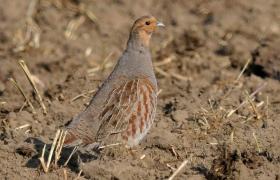 Perdix perdix