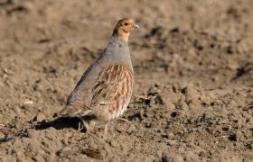 Perdix perdix