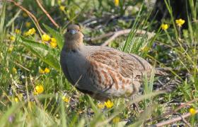 Perdix perdix