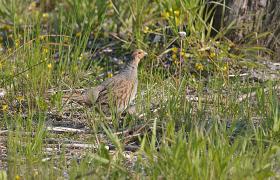 Perdix perdix