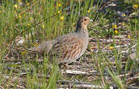Perdix perdix