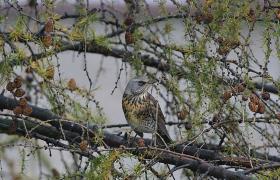 Turdus pilaris