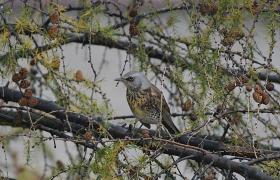 Turdus pilaris