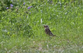 Turdus pilaris