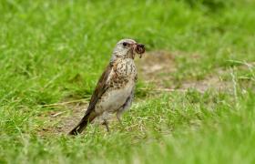 Turdus pilaris