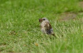 Turdus pilaris