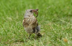 Turdus pilaris