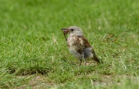 Turdus pilaris