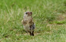 Turdus pilaris