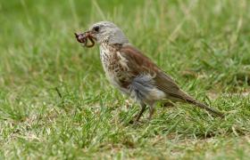 Turdus pilaris