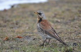 Turdus pilaris
