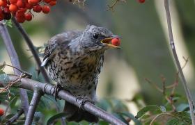 Turdus pilaris